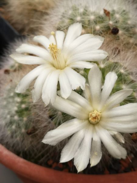 Mammillaria senilis var. albiflora